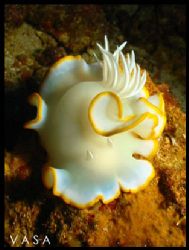 Ardeadoris Egretta - White Nudibranch (4 inches long), Ph... by Vasa P. Sirinupongs 